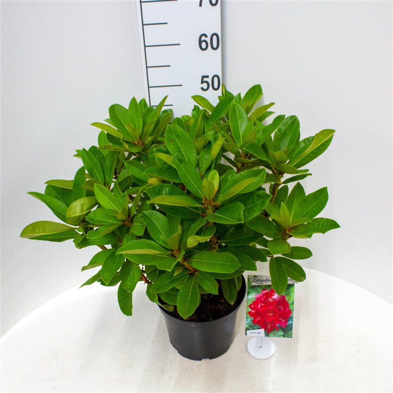Rhododendron – Rhododendron 'Red Jack' - C5 30-40 CM